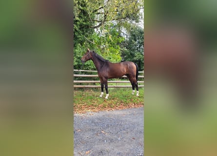 Westfalisk häst, Valack, 7 år, 173 cm, Brun