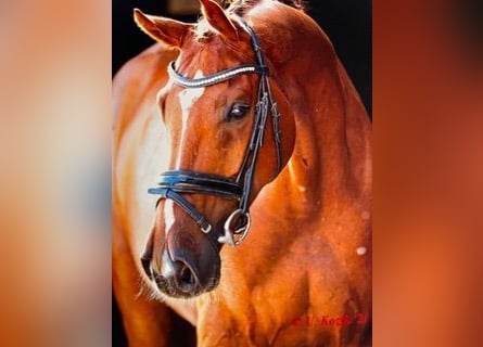Westfalisk häst, Valack, 7 år, 174 cm, fux