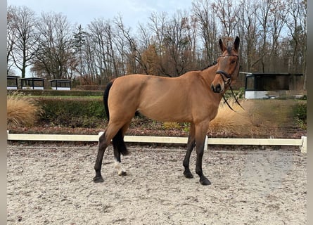 Westfalisk häst, Valack, 7 år, 178 cm, Brun