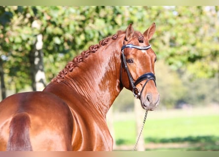 Westfalisk häst, Valack, 8 år, 168 cm, fux