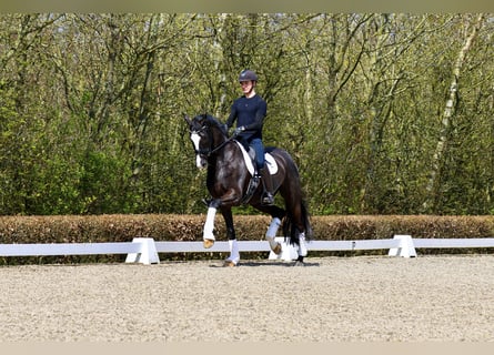Westfalisk häst, Valack, 8 år, 170 cm, Svart
