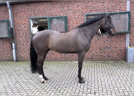 Westfalisk häst, Valack, 8 år, 172 cm, Mörkbrun