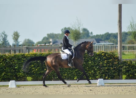 Westfalisk häst, Valack, 8 år, 173 cm, Mörkbrun