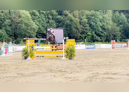 Westfalisk häst, Valack, 9 år, 165 cm, Mörkbrun