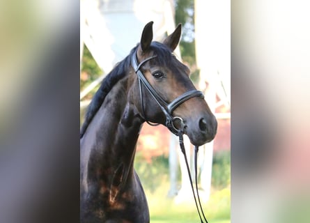 Westfalisk häst, Valack, 9 år, 168 cm, Mörkbrun