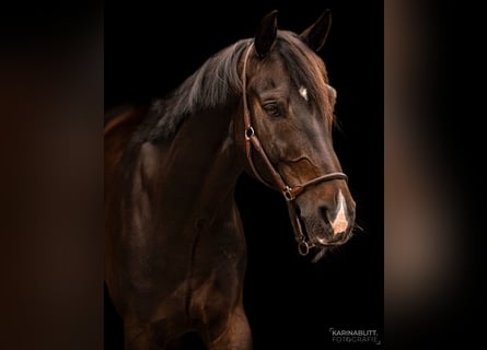 Westfalisk häst, Valack, 9 år, 168 cm, Rökfärgad svart