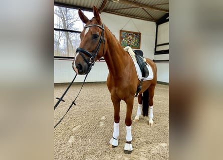 Westfalisk häst, Valack, 9 år, 169 cm, Fux