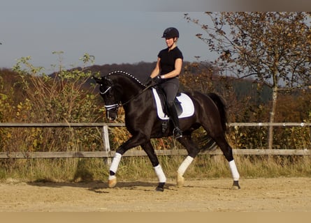 Westfalisk häst, Valack, 9 år, 170 cm, Svart