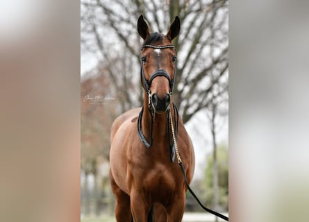 Westfalisk häst, Valack, 9 år, 178 cm, Brun