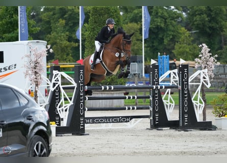 Westphalian, Gelding, 10 years, 16.2 hh, Brown