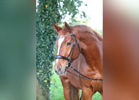 Westfale, Wallach, 10 Jahre, 16,2 hh, Fuchs