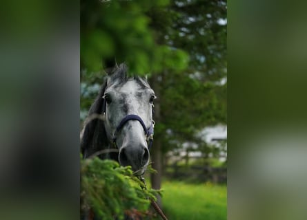 Westphalian, Gelding, 10 years, 16.2 hh, Gray-Dapple