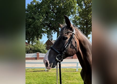 Westphalian, Gelding, 10 years, 16 hh, Bay-Dark