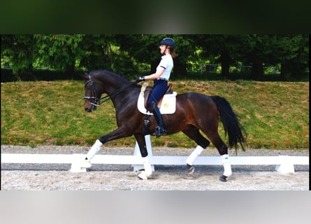 Westphalian, Gelding, 10 years, 16,2 hh, Bay-Dark