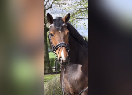 Westphalian, Gelding, 10 years, 16,2 hh, Brown