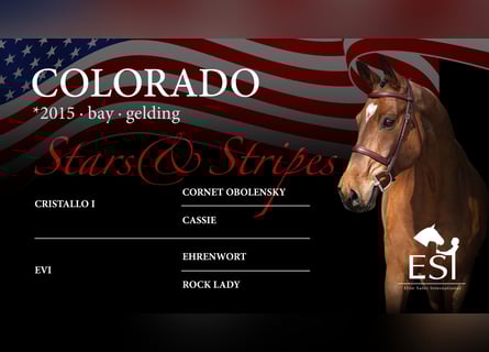 Westphalian, Gelding, 10 years, 16,3 hh, Brown