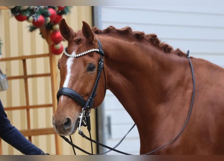 Westphalian, Gelding, 10 years, 17 hh, Chestnut-Red