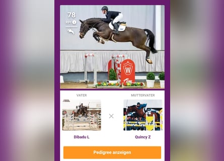 Westphalian, Gelding, 10 years, 17,1 hh, Smoky-Black