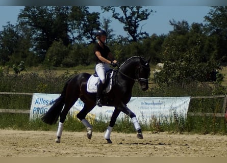 Westphalian, Gelding, 10 years, Smoky-Black