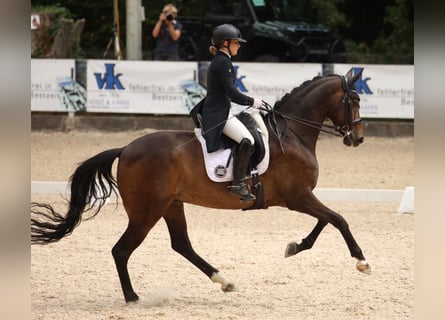Westphalian, Gelding, 11 years, 16.2 hh, Bay-Dark