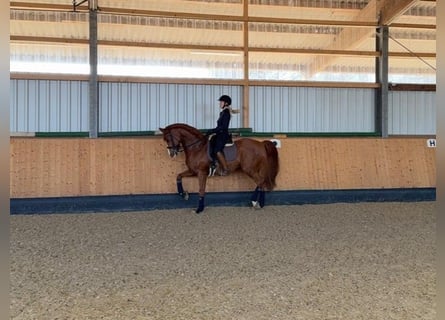 Westphalian, Gelding, 11 years, 16.2 hh, Chestnut-Red