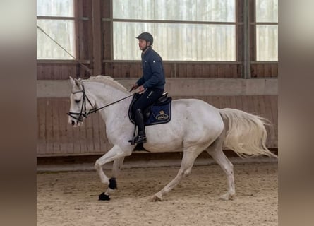 Westphalian, Gelding, 11 years, 16.2 hh, Grey