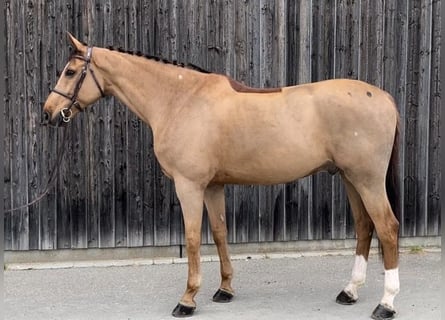 Westphalian, Gelding, 11 years, 16,3 hh, Chestnut