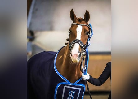 Westphalian, Gelding, 11 years, 16 hh, Chestnut-Red