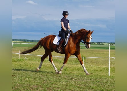 Westphalian, Gelding, 11 years, 16 hh, Chestnut-Red