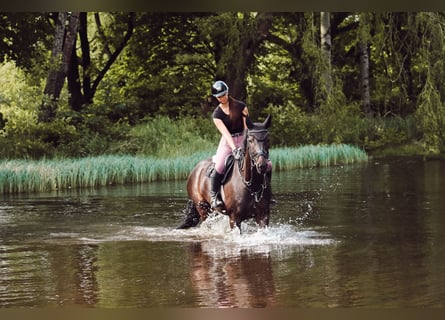 Westphalian, Gelding, 11 years, 16,1 hh, Bay-Dark