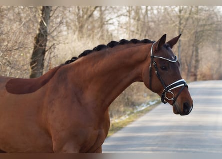 Westphalian, Gelding, 11 years, 16,2 hh, Brown