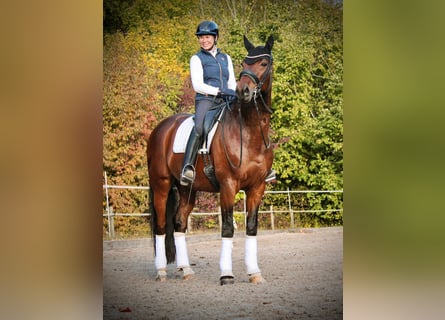 Westphalian, Gelding, 11 years, 16,2 hh, Brown