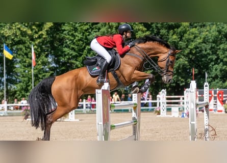 Westphalian, Gelding, 11 years, 17 hh, Brown
