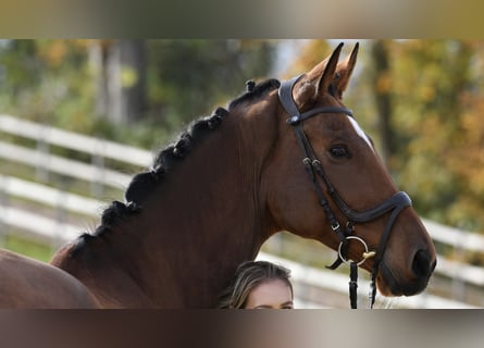 Westphalian, Gelding, 11 years, 17 hh, Brown