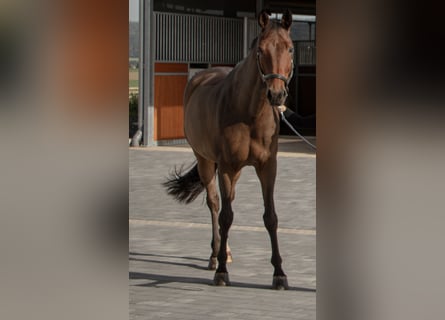 Westphalian, Gelding, 11 years, 17 hh, Brown