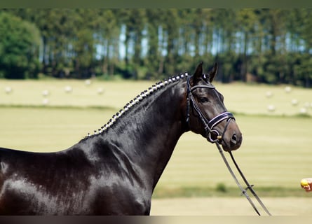 Westphalian, Gelding, 11 years, 17 hh, Smoky-Black