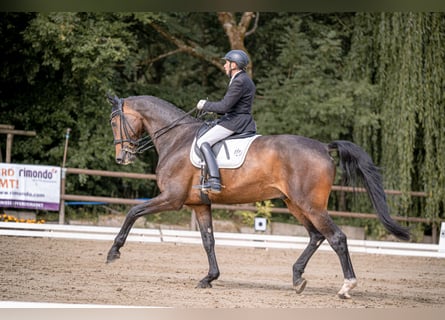 $70,000 payout for western pleasure and hunter under saddle at