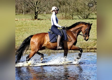 Westphalian, Gelding, 12 years, 16,1 hh, Brown