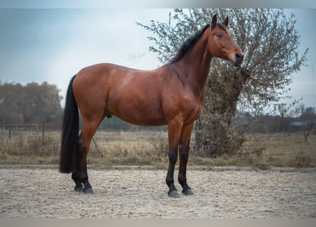 Westphalian, Gelding, 12 years, 16.1 hh, Brown