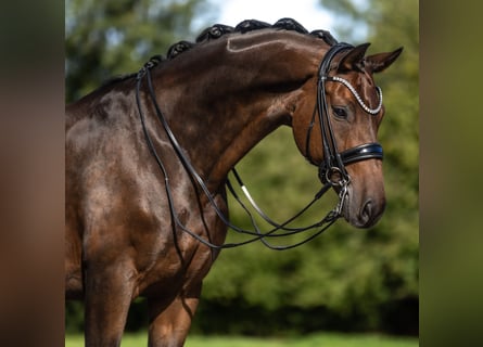 Westphalian, Gelding, 12 years, 16.2 hh, Brown