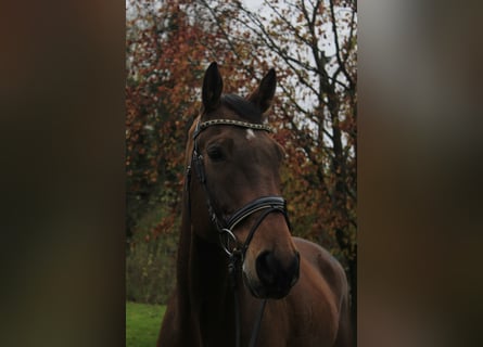 Westphalian, Gelding, 12 years, 16,2 hh, Brown-Light