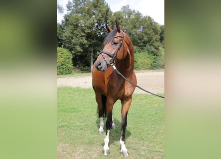 Westphalian, Gelding, 12 years, 16.2 hh, Brown