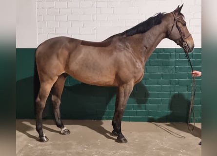 Westphalian, Gelding, 12 years, 16,2 hh, Brown