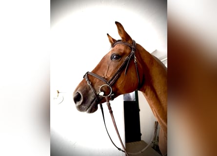 Westphalian, Gelding, 12 years, 16.3 hh, Brown