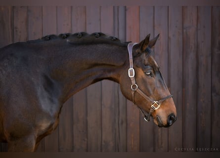 Westphalian, Gelding, 12 years, 16,1 hh, Bay