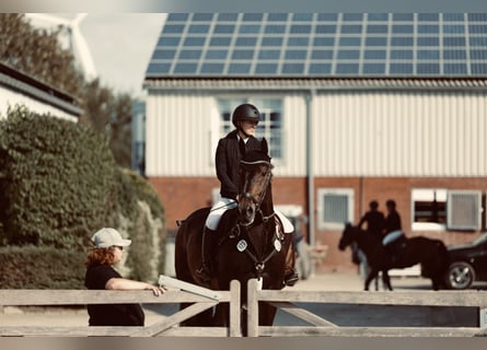 Westphalian, Gelding, 12 years, 17 hh, Bay-Dark