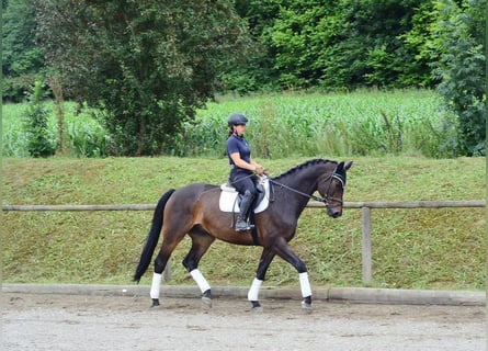 Westphalian, Gelding, 12 years, 17 hh, Brown