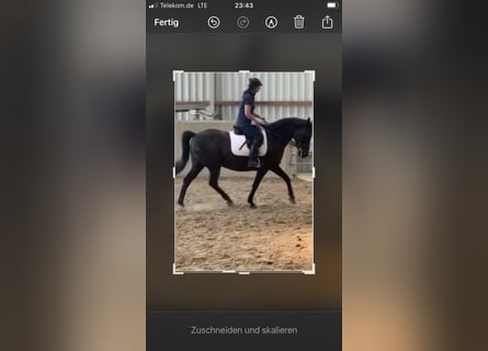 Westphalian, Gelding, 13 years, 14.2 hh, Black