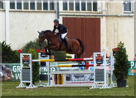 Westphalian, Gelding, 13 years, 16.3 hh, Brown