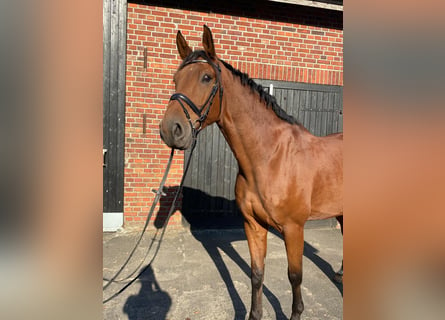 Westphalian, Gelding, 13 years, 16,3 hh